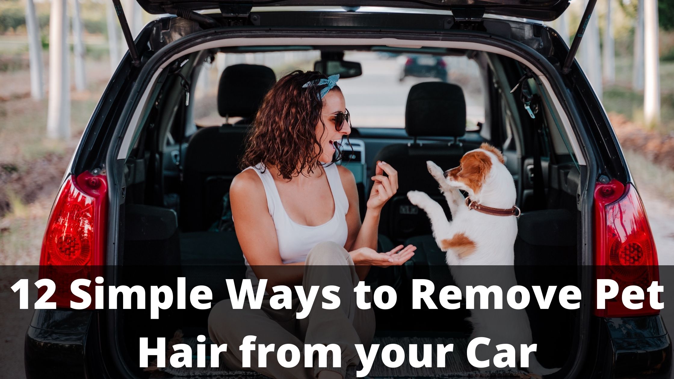 12 Simple Ways to Remove Pet Hair from your Car